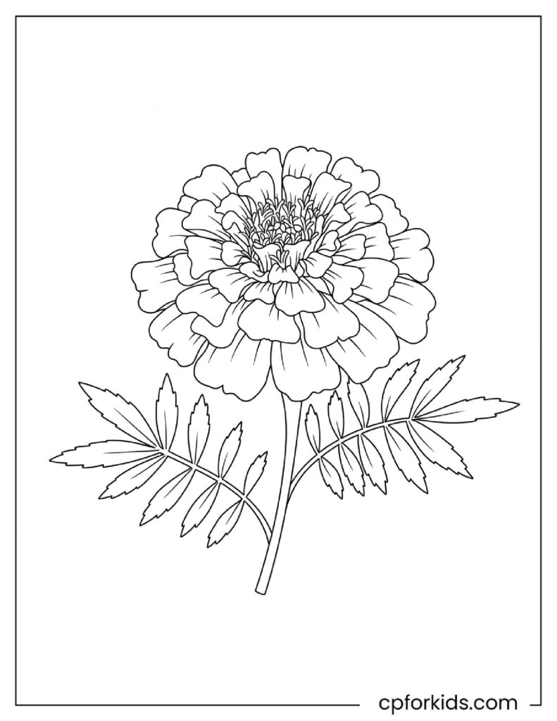A newly bloomed marigold symbolizing the arrival of spring coloring page.