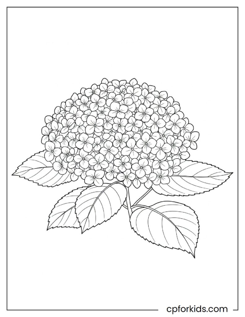 Hydrangea flower with mysterious beauty, detailed printable sheet.