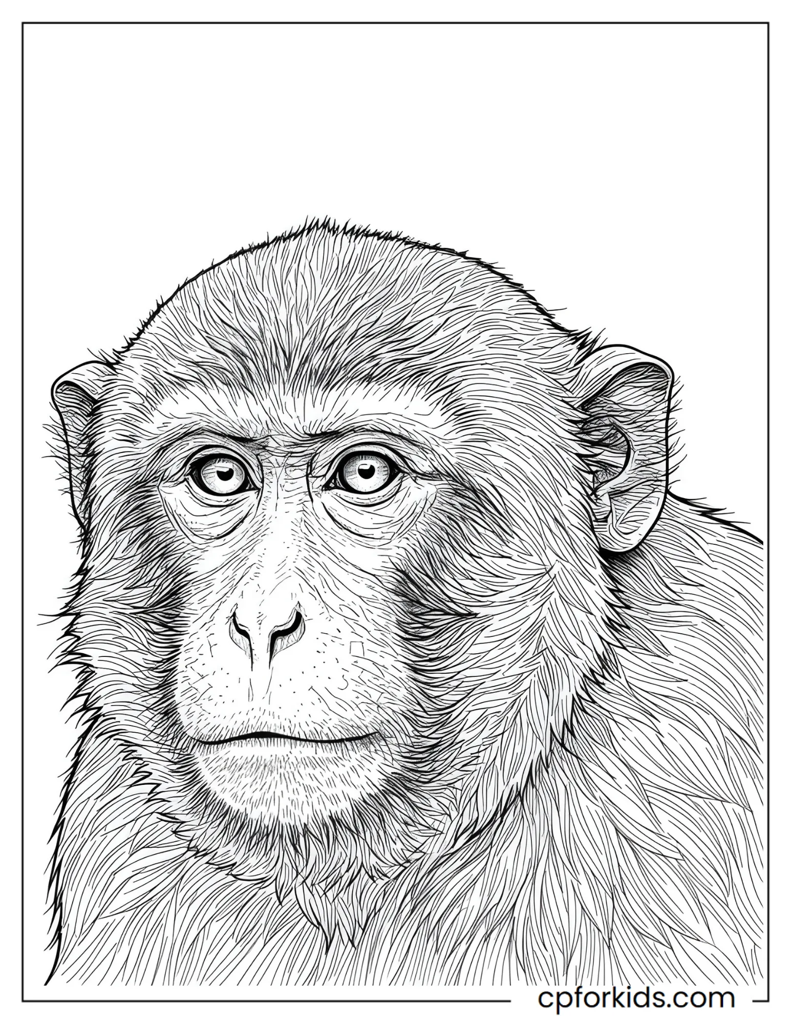 Realistic monkey portrait showing face and layered fur