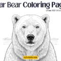Polar Bear Coloring Pages Feature Image