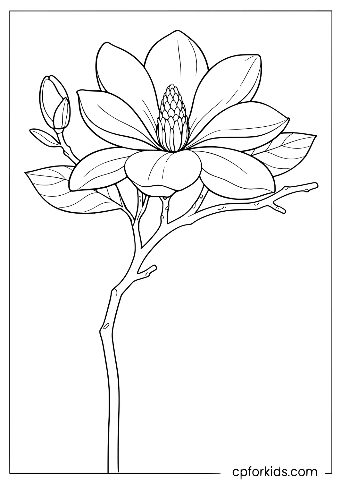 Magnolia bloom and bud on a branch