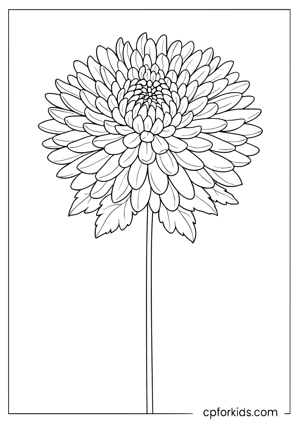 Many-petalled flower head on a long stem