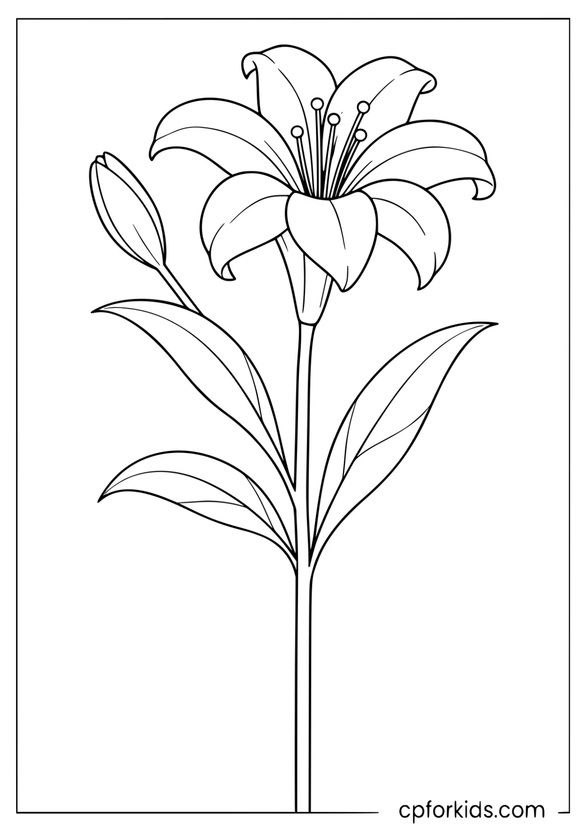 Trumpet-shaped lily with one bud