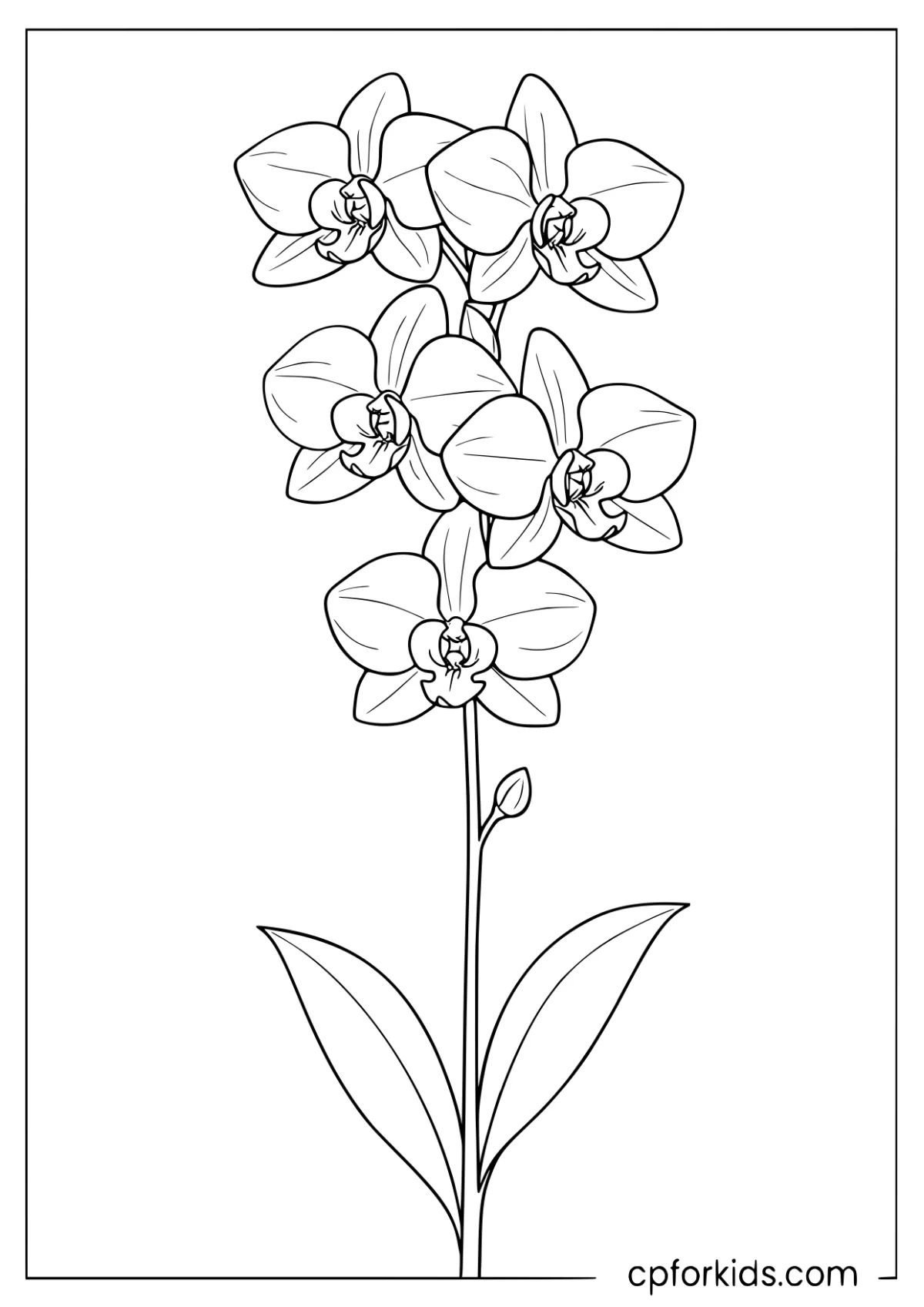 Orchid blossoms and buds along a tall stem