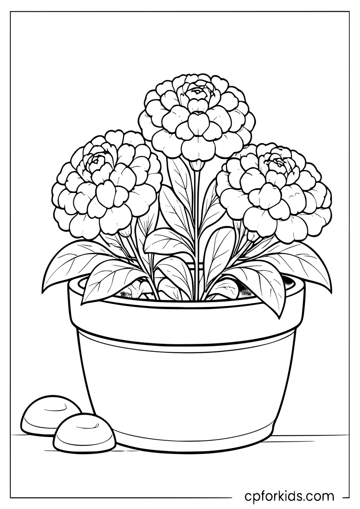 Three layered marigolds in a pot