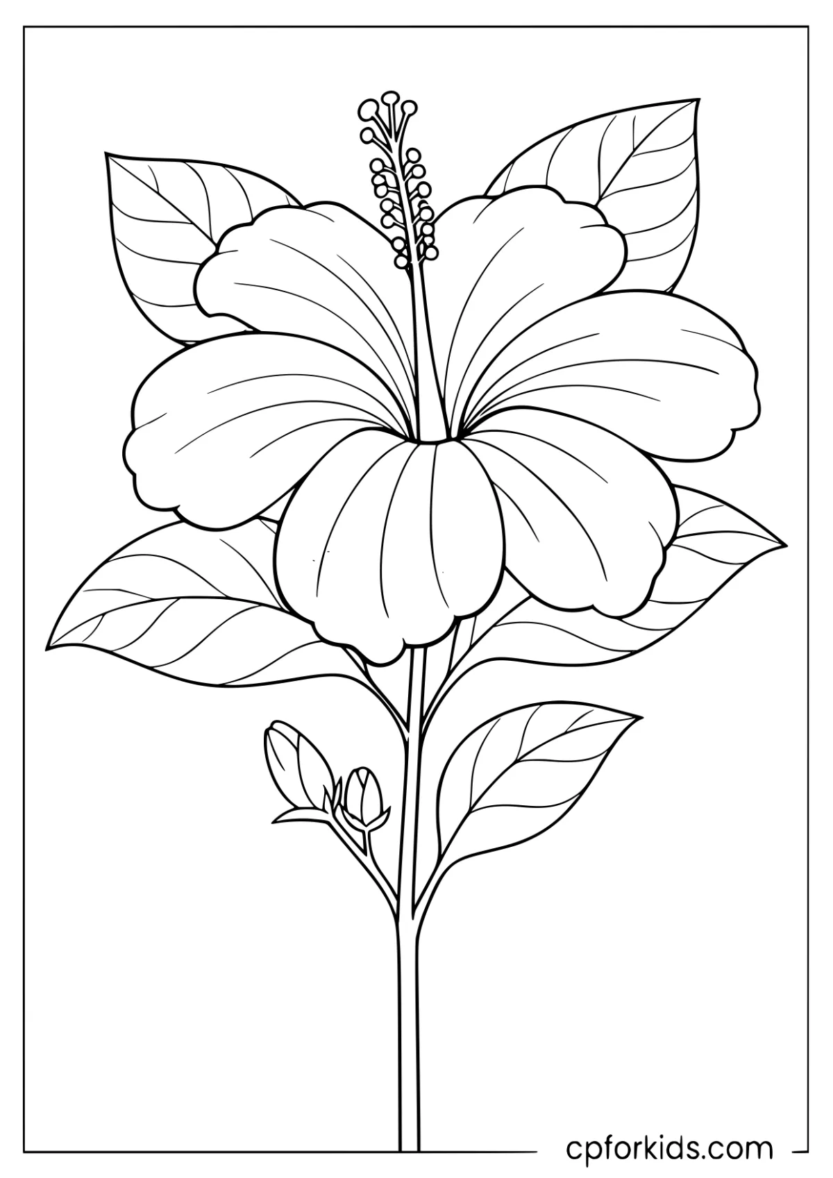 Large hibiscus bloom and bud above leaves