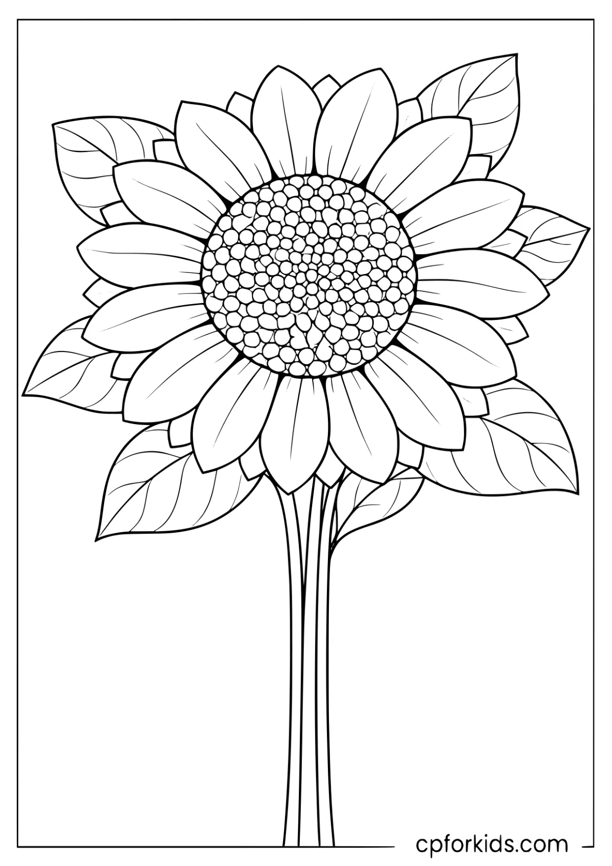Sunflower head with a dense center