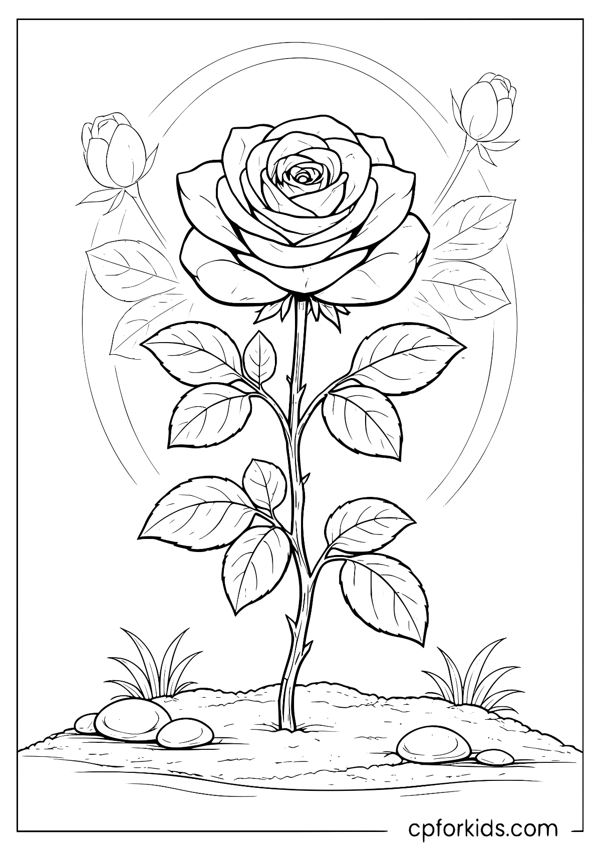 Rose with two buds above leaves and stones