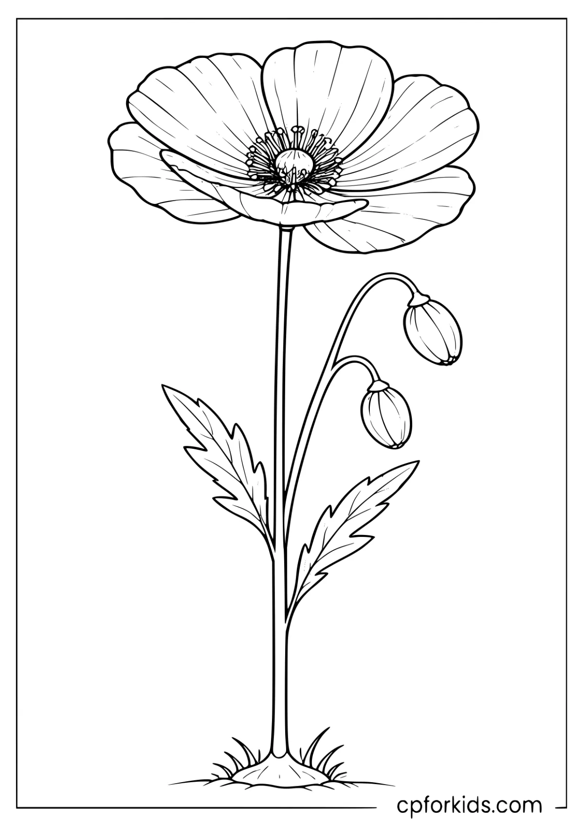 Wild poppy flower with a delicate stem and thin petals