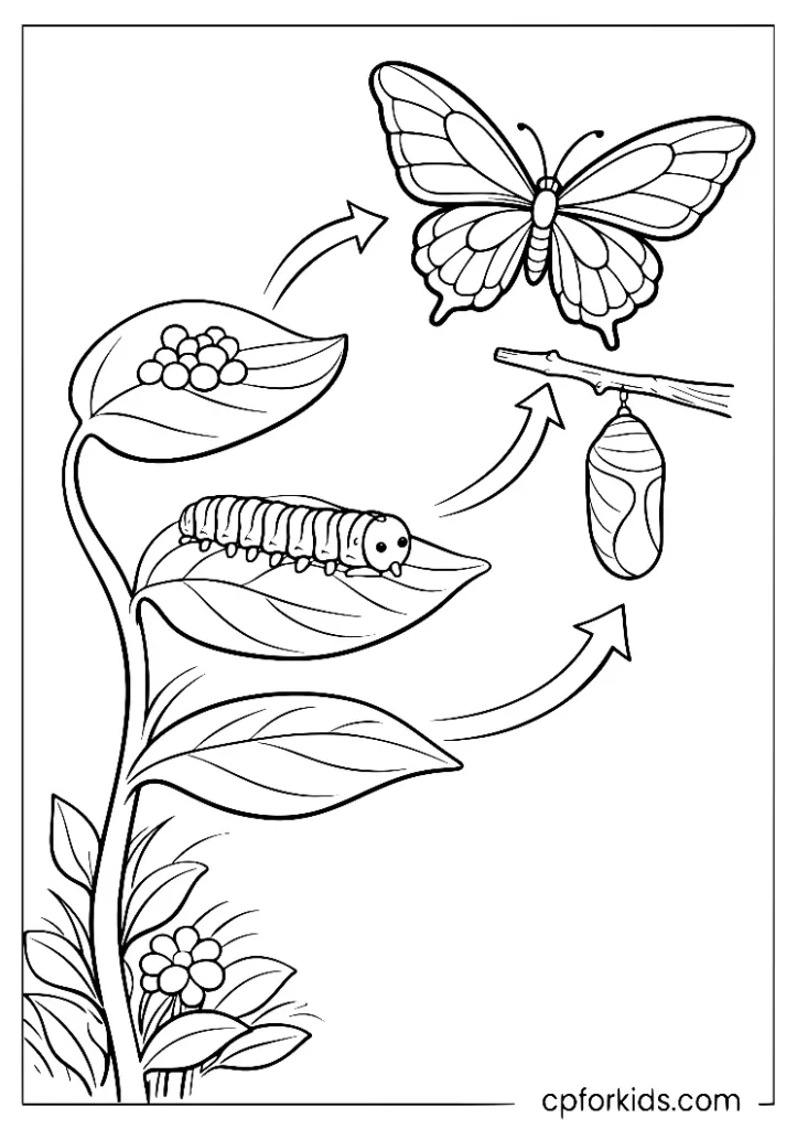 Butterfly life cycle coloring page for kids with four stages