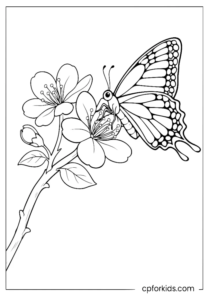 Butterfly perched on a cherry blossom branch coloring page