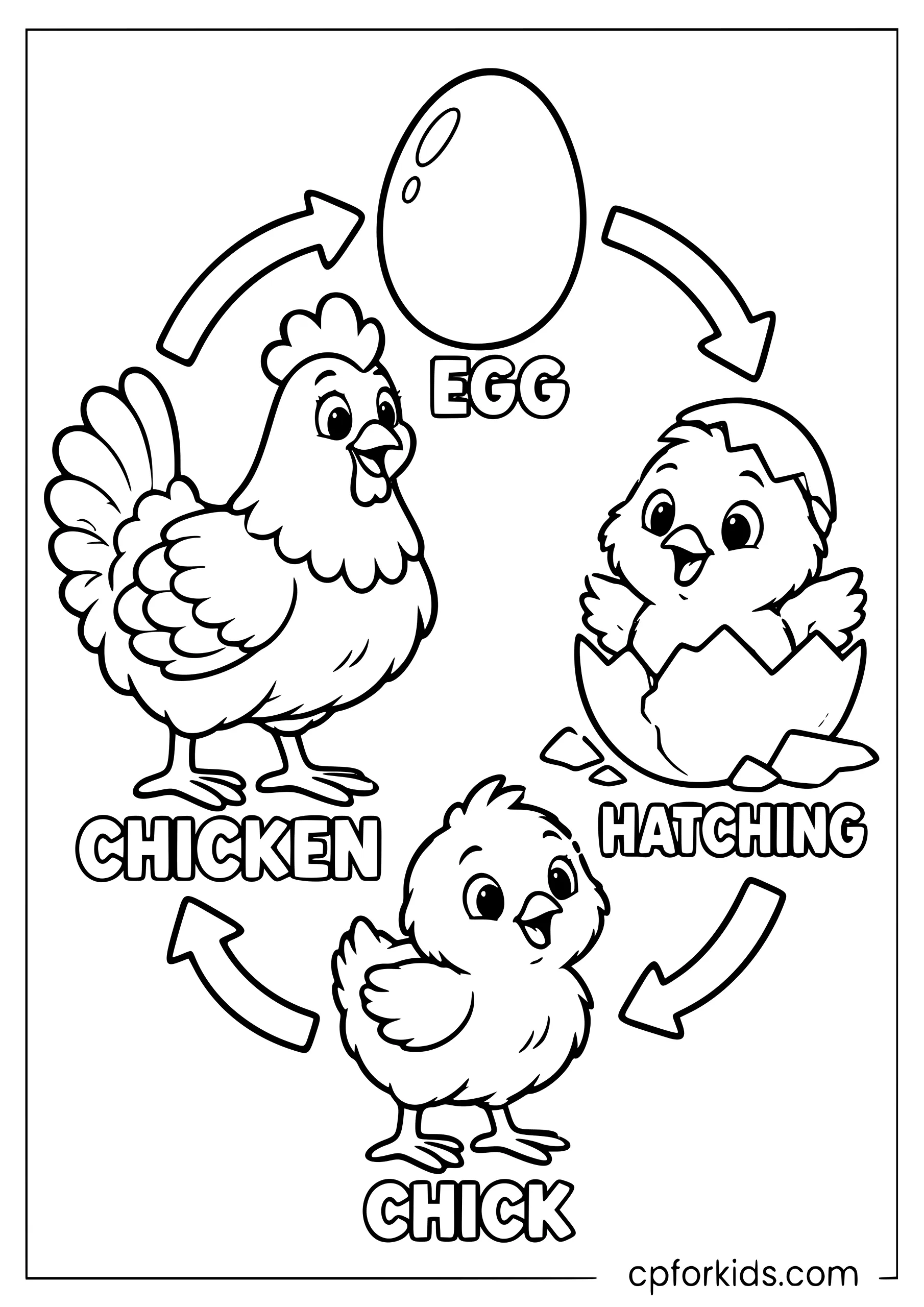 Chicken life cycle from egg to adult hen