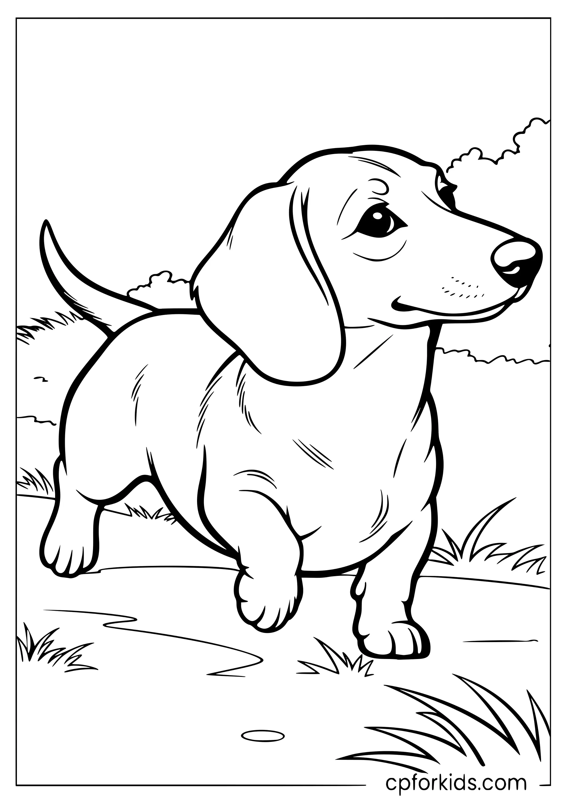 Dachshund walking along a grassy garden path