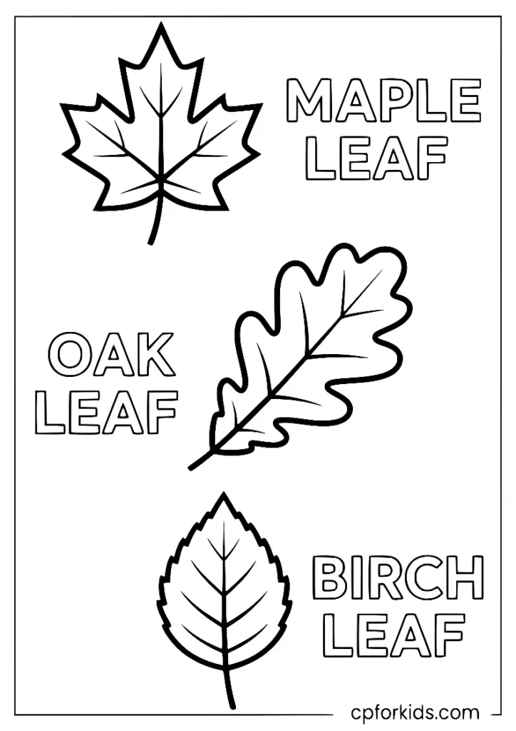 Educational fall leaves identification guide coloring page for kids