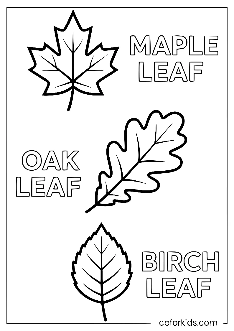 Different fall leaf shapes for identification