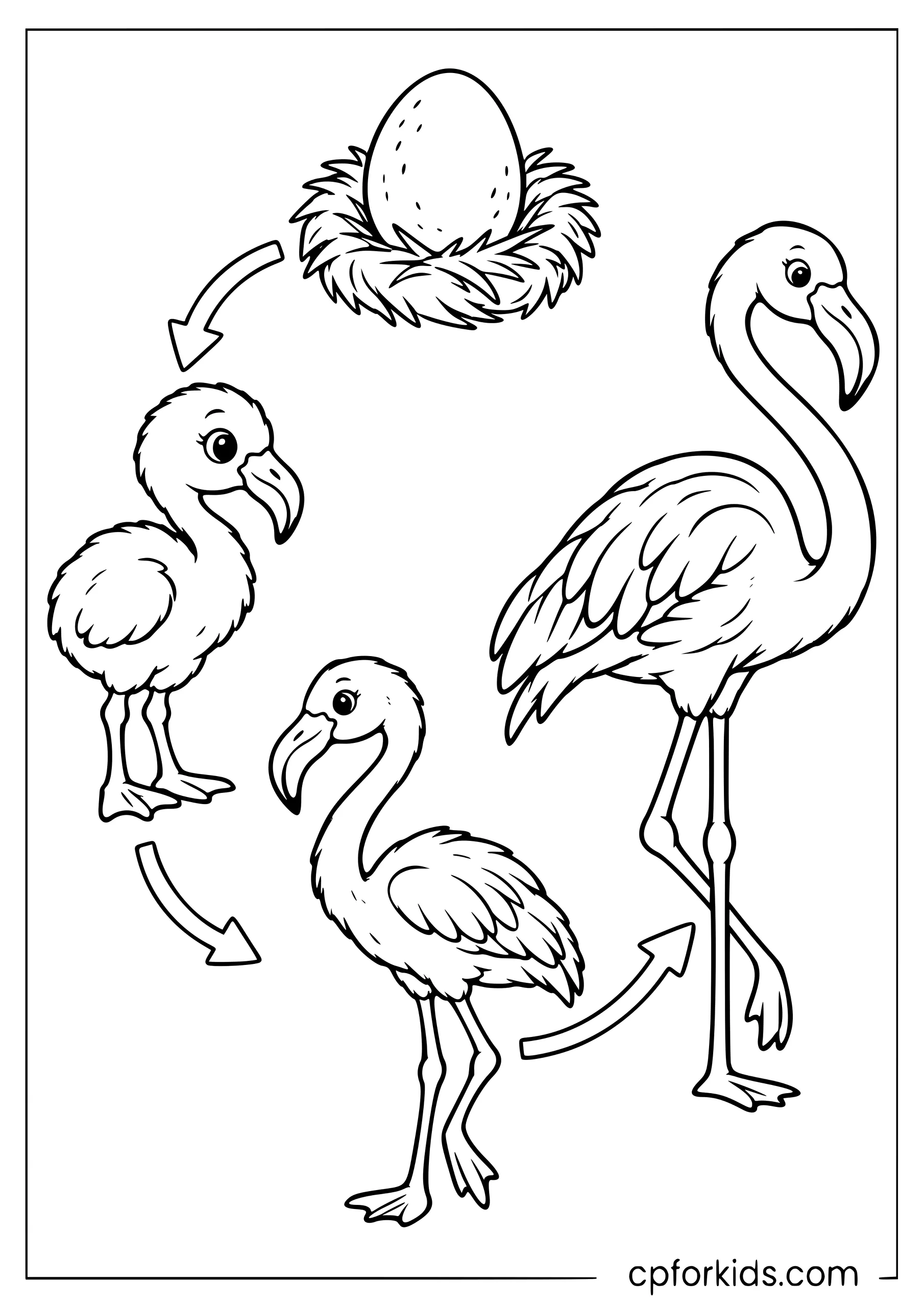 Flamingo life cycle diagram from egg to adult