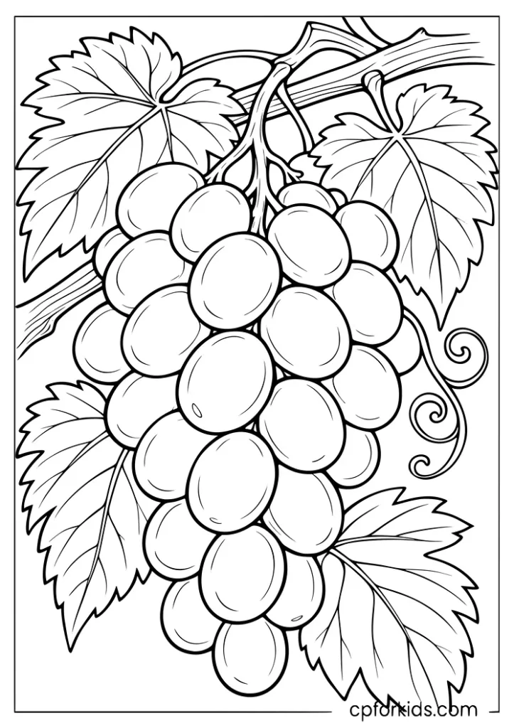 Grapes hanging from a vine coloring page for kids