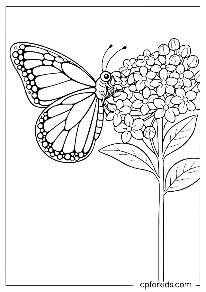 Close-up monarch butterfly feeding on milkweed coloring page