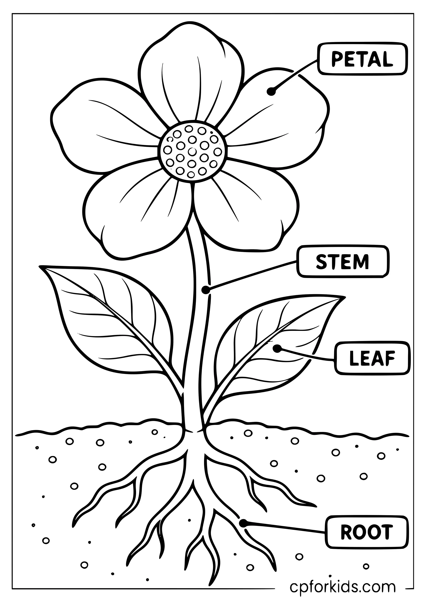 Plant diagram with petal, stem, leaf and root labels