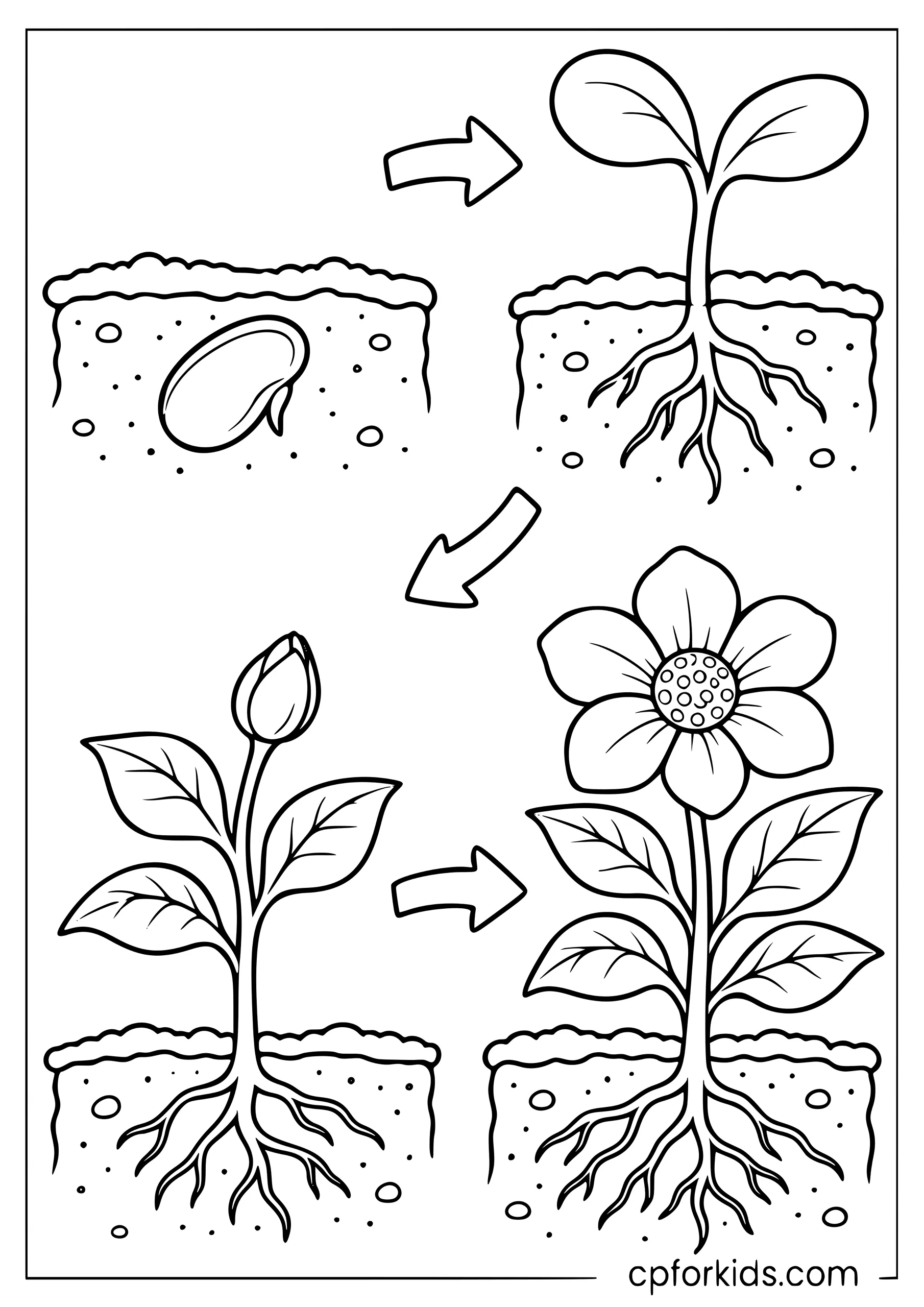 Four stages showing a seed growing into a flower
