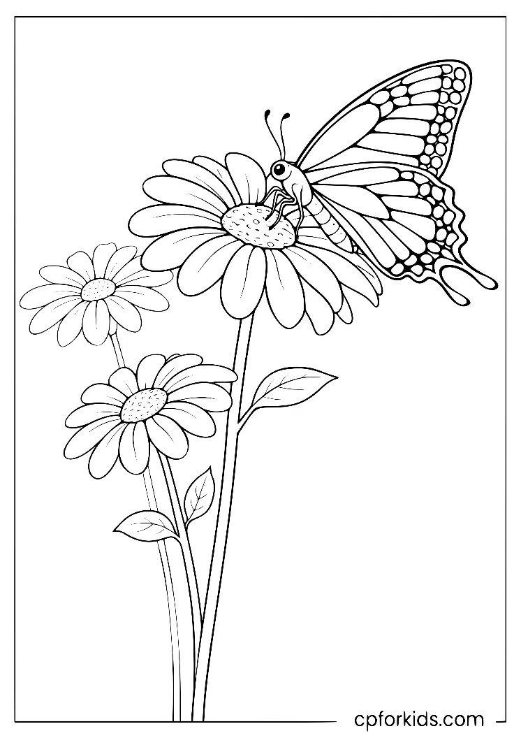 Side view butterfly perched beside daisies on leafy stems