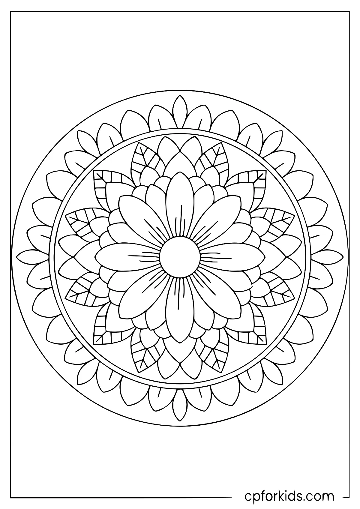 Daisy flower with broad petals around a round center