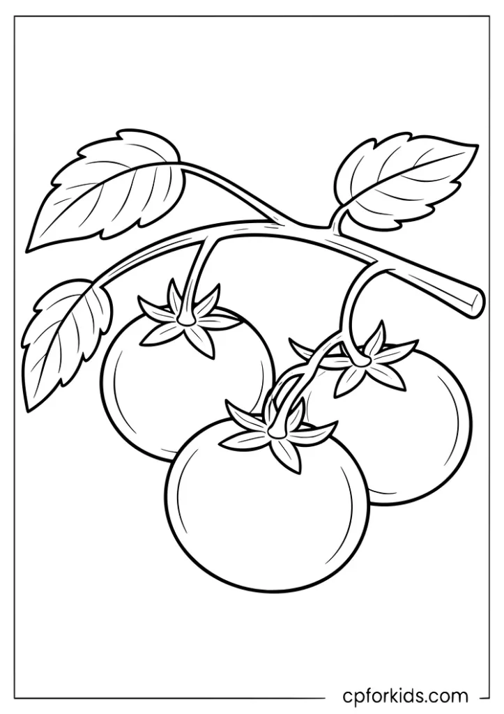 Vine tomatoes on a branch with leaves vegetable coloring page for kids