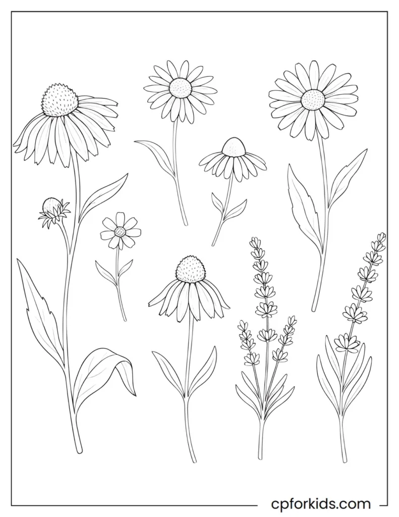 Scientific botanical coloring page featuring detailed wildflower illustrations with clean bold outlines.